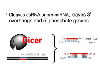  Cleaves dsRNA or pre-miRNA,Cleaves dsRNA or pre-miRNA, leaves 3’leaves 3’
overhangs and 5’ phosphate groupsoverhangs and 5’ phosphate groups
 
