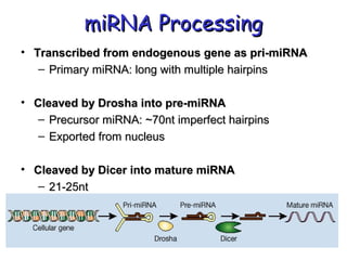 miRNA ProcessingmiRNA Processing
• Transcribed from endogenous gene as pri-miRNATranscribed from endogenous gene as pri-miRNA
– Primary miRNA: long with multiple hairpinsPrimary miRNA: long with multiple hairpins
• Cleaved by Drosha into pre-miRNACleaved by Drosha into pre-miRNA
– Precursor miRNA: ~70nt imperfect hairpinsPrecursor miRNA: ~70nt imperfect hairpins
– Exported from nucleusExported from nucleus
• Cleaved by Dicer into mature miRNACleaved by Dicer into mature miRNA
– 21-25nt21-25nt
 