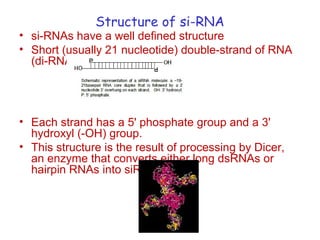 Structure of si-RNA
• si-RNAs have a well defined structure
• Short (usually 21 nucleotide) double-strand of RNA
(di-RNA)
• Each strand has a 5' phosphate group and a 3'
hydroxyl (-OH) group.
• This structure is the result of processing by Dicer,
an enzyme that converts either long dsRNAs or
hairpin RNAs into siRNAs.
 