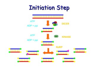 Initiation StepInitiation Step
ATP
ATP
ADP + ppi
ADP + ppi
DICER
KINASE
RdRP
 