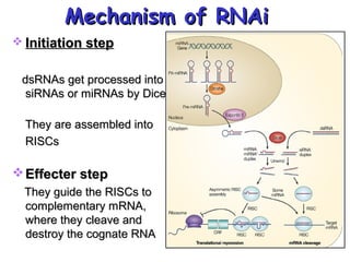  Initiation stepInitiation step
dsRNAs get processed intodsRNAs get processed into
siRNAs or miRNAs by DicersiRNAs or miRNAs by Dicer
They are assembled intoThey are assembled into
RISCsRISCs
Effecter stepEffecter step
They guide the RISCs toThey guide the RISCs to
complementary mRNA,complementary mRNA,
where they cleave andwhere they cleave and
destroy the cognate RNAdestroy the cognate RNA
Mechanism of RNAiMechanism of RNAi
 