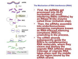 The Mechanism of RNA Interference (RNAi)
• First, the dsRNAs get
processed into 20-25
nucleotide (nt) small
interfering RNAs (siRNAs) by
an RNase III-like enzyme
called Dicer (initiation step).
• Then, the siRNAs assemble
into endoribonuclease-
containing complexes known
as RNA-induced silencing
complexes (RISCs),
unwinding in the process.
• The siRNA strands
subsequently guide the
RISCs to complementary
RNA molecules, where they
cleave and destroy the
cognate RNA (effecter step).
Cleavage of cognate RNA
takes place near the middle
of the region bound by the
siRNA strand.
 