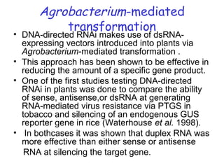 Agrobacterium-mediated
transformation
• DNA-directed RNAi makes use of dsRNA-
expressing vectors introduced into plants via
Agrobacterium-mediated transformation .
• This approach has been shown to be effective in
reducing the amount of a specific gene product.
• One of the first studies testing DNA-directed
RNAi in plants was done to compare the ability
of sense, antisense,or dsRNA at generating
RNA-mediated virus resistance via PTGS in
tobacco and silencing of an endogenous GUS
reporter gene in rice (Waterhouse et al. 1998).
• In bothcases it was shown that duplex RNA was
more effective than either sense or antisense
RNA at silencing the target gene.
 