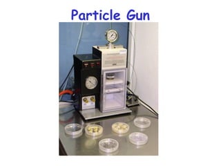 Particle Gun
 