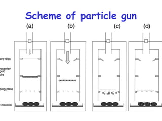 Scheme of particle gun
 