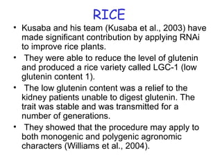 RICE
• Kusaba and his team (Kusaba et al., 2003) have
made significant contribution by applying RNAi
to improve rice plants.
• They were able to reduce the level of glutenin
and produced a rice variety called LGC-1 (low
glutenin content 1).
• The low glutenin content was a relief to the
kidney patients unable to digest glutenin. The
trait was stable and was transmitted for a
number of generations.
• They showed that the procedure may apply to
both monogenic and polygenic agronomic
characters (Williams et al., 2004).
 