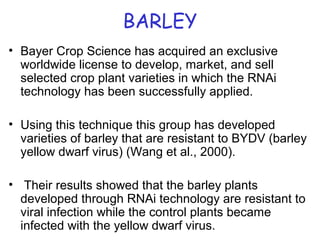 BARLEY
• Bayer Crop Science has acquired an exclusive
worldwide license to develop, market, and sell
selected crop plant varieties in which the RNAi
technology has been successfully applied.
• Using this technique this group has developed
varieties of barley that are resistant to BYDV (barley
yellow dwarf virus) (Wang et al., 2000).
• Their results showed that the barley plants
developed through RNAi technology are resistant to
viral infection while the control plants became
infected with the yellow dwarf virus.
 