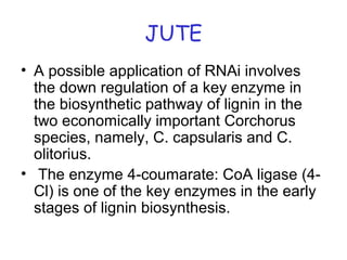 JUTE
• A possible application of RNAi involves
the down regulation of a key enzyme in
the biosynthetic pathway of lignin in the
two economically important Corchorus
species, namely, C. capsularis and C.
olitorius.
• The enzyme 4-coumarate: CoA ligase (4-
Cl) is one of the key enzymes in the early
stages of lignin biosynthesis.
 
