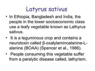 Latyrus sativus
• In Ethiopia, Bangladesh and India, the
people in the lower socioeconomic class
use a leafy vegetable known as Lathyrus
sativus.
• It is a leguminous crop and contains a
neurotoxin called β-oxalylaminoalanine-L-
alanine (BOAA) (Spencer et al., 1986).
• People consuming this vegetable suffer
from a paralytic disease called, lathyrism.
 