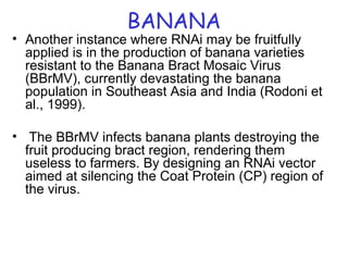 BANANA
• Another instance where RNAi may be fruitfully
applied is in the production of banana varieties
resistant to the Banana Bract Mosaic Virus
(BBrMV), currently devastating the banana
population in Southeast Asia and India (Rodoni et
al., 1999).
• The BBrMV infects banana plants destroying the
fruit producing bract region, rendering them
useless to farmers. By designing an RNAi vector
aimed at silencing the Coat Protein (CP) region of
the virus.
 