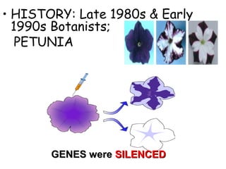 • HISTORY: Late 1980s & Early
1990s Botanists;
PETUNIA
GENES wereGENES were SILENCEDSILENCED
 