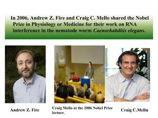 In 2006, Andrew Z. Fire and Craig C. Mello shared the Nobel
Prize in Physiology or Medicine for their work on RNA
interference in the nematode worm Caenorhabditis elegans.
Andrew Z. Fire Craig C.Mello
w
Craig Mello at the 2006 Nobel Prize
lecture.
 