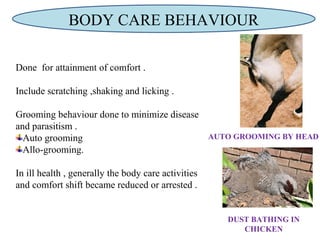 DUST BATHING IN
CHICKEN
AUTO GROOMING BY HEAD
Done for attainment of comfort .
Include scratching ,shaking and licking .
Grooming behaviour done to minimize disease
and parasitism .
Auto grooming
Allo-grooming.
In ill health , generally the body care activities
and comfort shift became reduced or arrested .
BODY CARE BEHAVIOUR
 