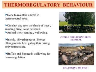 THERMOREGULATORY BEHAVIOUR
CATTLE SHELTERING FROM
SUNSHINE
WALLOWING OF PIGS
Done to maintain animal in
thermoneutral zone.
On a hot day seek the shade of trees ,
avoiding direct solar radiation.
Animal show panting , wallowing.
In cold, shivering occur . Horses
often generate herd gallop thus raising
body temperature.
Buffalo and Pig needs wallowing for
thermoregulation .
 