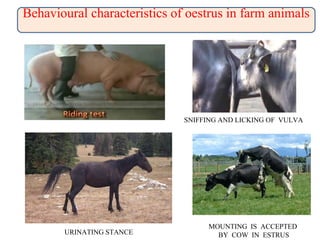 URINATING STANCE
MOUNTING IS ACCEPTED
BY COW IN ESTRUS
SNIFFING AND LICKING OF VULVA
Behavioural characteristics of oestrus in farm animals
 