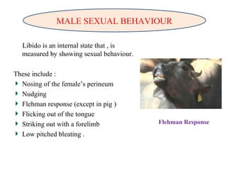Libido is an internal state that , is
measured by showing sexual behaviour.
These include :
Nosing of the female’s perineum
Nudging
Flehman response (except in pig )
Flicking out of the tongue
Striking out with a forelimb
Low pitched bleating .
Flehman Response
MALE SEXUAL BEHAVIOUR
 