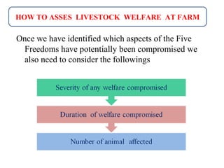 Once we have identified which aspects of the Five
Freedoms have potentially been compromised we
also need to consider the followings
HOW TO ASSES LIVESTOCK WELFARE AT FARM
 