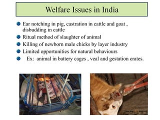 Ear notching in pig, castration in cattle and goat ,
disbudding in cattle
Ritual method of slaughter of animal
Killing of newborn male chicks by layer industry
Limited opportunities for natural behaviours
Ex: animal in battery cages , veal and gestation crates.
 