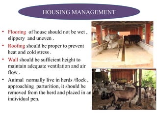 • Flooring of house should not be wet ,
slippery and uneven .
• Roofing should be proper to prevent
heat and cold stress .
• Wall should be sufficient height to
maintain adequate ventilation and air
flow .
• Animal normally live in herds /flock ,
approaching parturition, it should be
removed from the herd and placed in an
individual pen.
HOUSING MANAGEMENT
 
