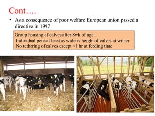 Cont….
• As a consequence of poor welfare European union passed a
directive in 1997
Group housing of calves after 8wk of age .
Individual pens at least as wide as height of calves at wither.
No tethering of calves except <1 hr at feeding time
 