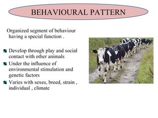 Organized segment of behaviour
having a special function .
Develop through play and social
contact with other animals
Under the influence of
environmental stimulation and
genetic factors
Varies with sexes, breed, strain ,
individual , climate
BEHAVIOURAL PATTERN
 