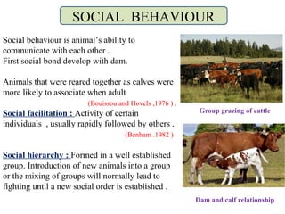 SOCIAL BEHAVIOUR
Group grazing of cattle
Dam and calf relationship
Social behaviour is animal’s ability to
communicate with each other .
First social bond develop with dam.
Animals that were reared together as calves were
more likely to associate when adult
(Bouissou and Hovels ,1976 ) .
Social facilitation : Activity of certain
individuals , usually rapidly followed by others .
(Benham .1982 )
Social hierarchy : Formed in a well established
group. Introduction of new animals into a group
or the mixing of groups will normally lead to
fighting until a new social order is established .
SOCIAL BEHAVIOUR
 