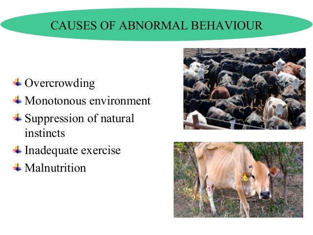 Animal Behaviour And Welfare