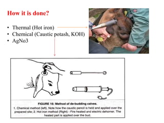 How it is done?
• Thermal (Hot iron)
• Chemical (Caustic potash, KOH)
• AgNo3
 