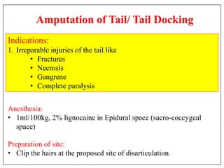 Amputation of Tail/ Tail Docking
Indications:
1. Irreparable injuries of the tail like
• Fractures
• Necrosis
• Gangrene
• Complete paralysis
Preparation of site:
• Clip the hairs at the proposed site of disarticulation.
Anesthesia:
• 1ml/100kg, 2% lignocaine in Epidural space (sacro-coccygeal
space)
 