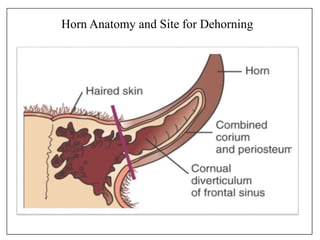 Horn Anatomy and Site for Dehorning
 