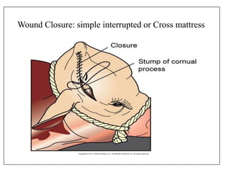 Wound Closure: simple interrupted or Cross mattress
 