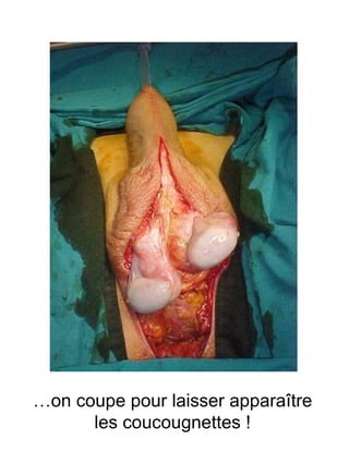 … on coupe pour laisser apparaître les coucougnettes ! 