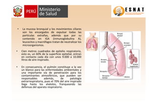 • La mucosa bronquial y los movimientos ciliares
son los encargados de expulsar todas las
partículas extrañas, además que por su
contenido en IGA (inmunoglobulina A),
leucocitos y macrófagos tratan de neutralizar los
microorganismos.
• Cien metros cuadrados de epitelio respiratorio,
esto es, un 60% de la superficie epitelial, entran
en contacto cada día con unos 9.000 a 10.000
litros de aire inspirado.
• En consecuencia, el pulmón constituye a la vez
un blanco para las enfermedades ambientales y
una importante vía de penetración para los
contaminantes atmosféricos, que pueden ser
responsables además, de patología
extrarrespiratoria, pues el 70% del aire inspirado
llega hasta los alvéolos, franqueando las
defensas del aparato respiratorio.
 