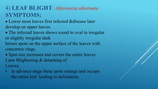 4) LEAF BLIGHT: Alternaria alternata
SYMPTOMS:
 Lower most leaves first infected &disease later
develop on upper leaves.
 The infected leaves shows round to oval to irregular
or slightly irregular dark
brown spots on the upper surface of the leaves with
concentric rings.
 Spot size increases and covers the entire leaves
Later Blightening & detaching of
Leaves.
• In advance stage these spots enlarge and occupy
the entire leaf leading to defoliation.
 