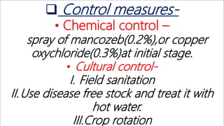  Control measures-
• Chemical control –
spray of mancozeb(0.2%),or copper
oxychloride(0.3%)at initial stage.
• Cultural control-
I. Field sanitation
II.Use disease free stock and treat it with
hot water.
III.Crop rotation
 