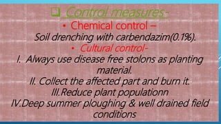  Control measures-
• Chemical control –
Soil drenching with carbendazim(0.1%).
• Cultural control-
I. Always use disease free stolons as planting
material.
II. Collect the affected part and burn it.
III.Reduce plant populationn
IV.Deep summer ploughing & well drained field
conditions
 