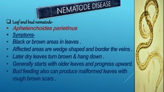  Leaf and bud nematode-
 Aphelenchoides parietinus
 Symptoms-
• Blackorbrown areasinleaves.
• Affected areasarewedge shapedandborder theveins.
• Later dryleavesturn brown &hangdown .
• Generally starts with older leaves andprogressupward.
• Budfeeding alsocanproduce malformed leaveswith
rough brown scars.
 
