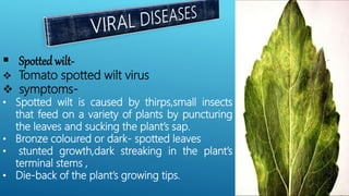  Spotted wilt-
 Tomato spotted wilt virus
 symptoms-
• Spotted wilt is caused by thirps,small insects
that feed on a variety of plants by puncturing
the leaves and sucking the plant’s sap.
• Bronze coloured or dark- spotted leaves
• stunted growth,dark streaking in the plant’s
terminal stems ,
• Die-back of the plant’s growing tips.
 