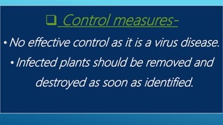  Control measures-
•No effective control as it is a virus disease.
•Infected plants should be removed and
destroyed as soon as identified.
 