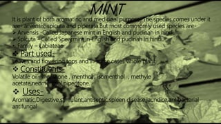 t is plant of both aromatinc and medicinal purpose. The species comes under it are-
arvensis, spicuta and piperata.But most commomly known species are-
Arvensis -Called Japanese mint in English and pudinah in hindi,
Spicuta - Called Spearmint in English and pudinah in hindi.
• Family – Labiateae
 Part used-
Leaves and flowering tops and in some cases whole plant.
 Constituents-
Volatile oil-menthone,menthol,isomenthol,methyle acetate,neomenthol,piperitone.
 Uses-
Aromatic,Digestive,stimulant,antiseptic,spleen disease,jaundice,antibacterial antifungal
It is plant of both aromatinc and medicinal purpose. The species comes under it
are- arvensis, spicuta and piperata.But most commomly used species are-
Arvensis -Called Japanese mint in English and pudinah in hindi,
Spicuta - Called Spearmint in English and pudinah in hindi.
• Family – Labiateae
 Part used-
Leaves and flowering tops and in some cases whole plant.
 Constituents-
Volatile oil- menthone , menthol , isomenthol , methyle
acetate,neomenthol,piperitone.
 Uses-
Aromatic,Digestive,stimulant,antiseptic,spleen disease,jaundice,antibacterial
antifungal
MINT
 