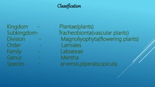 Classification
Kingdom - Plantae(plants)
Subkingdom- Tracheobionta(vascular plants)
Division - Magnoliyophyta(flowering plants)
Order - Lamiales
Family - Labiateae
Genus - Mentha
Species - arvensis,piperata,spicuta
 