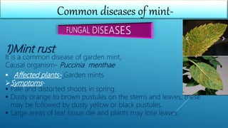 Common diseases of mint-
1)Mint rust
It is a common disease of garden mint,
Causal organism- Puccinia menthae
 Affected plants- Garden mints
Symptoms-
 Pale and distorted shoots in spring.
 Dusty orange to brown pustules on the stems and leaves, these
may be followed by dusty yellow or black pustules.
 Large areas of leaf tissue die and plants may lose leaves.
 