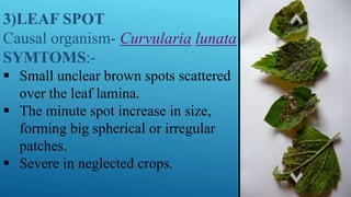 3)LEAF SPOT
Causal organism- Curvularia lunata
SYMTOMS:-
 Small unclear brown spots scattered
over the leaf lamina.
 The minute spot increase in size,
forming big spherical or irregular
patches.
 Severe in neglected crops.
 