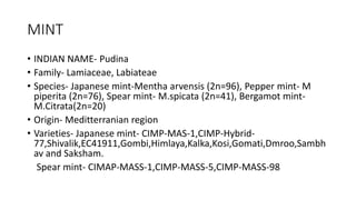 MINT
• INDIAN NAME- Pudina
• Family- Lamiaceae, Labiateae
• Species- Japanese mint-Mentha arvensis (2n=96), Pepper mint- M
piperita (2n=76), Spear mint- M.spicata (2n=41), Bergamot mint-
M.Citrata(2n=20)
• Origin- Meditterranian region
• Varieties- Japanese mint- CIMP-MAS-1,CIMP-Hybrid-
77,Shivalik,EC41911,Gombi,Himlaya,Kalka,Kosi,Gomati,Dmroo,Sambh
av and Saksham.
Spear mint- CIMAP-MASS-1,CIMP-MASS-5,CIMP-MASS-98
 