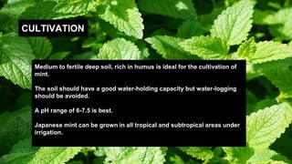 CULTIVATION
Medium to fertile deep soil, rich in humus is ideal for the cultivation of
mint.
The soil should have a good water-holding capacity but water-logging
should be avoided.
A pH range of 6-7.5 is best.
Japanese mint can be grown in all tropical and subtropical areas under
irrigation.
 