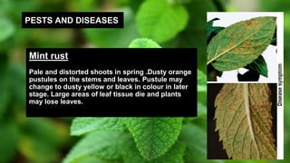 PESTS AND DISEASES
Mint rust
Pale and distorted shoots in spring .Dusty orange
pustules on the stems and leaves. Pustule may
change to dusty yellow or black in colour in later
stage. Large areas of leaf tissue die and plants
may lose leaves.
 