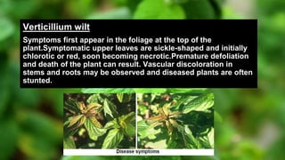 Verticillium wilt
Symptoms first appear in the foliage at the top of the
plant.Symptomatic upper leaves are sickle-shaped and initially
chlorotic or red, soon becoming necrotic.Premature defoliation
and death of the plant can result. Vascular discoloration in
stems and roots may be observed and diseased plants are often
stunted.
 