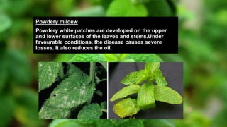 Powdery mildew
Powdery white patches are developed on the upper
and lower surfaces of the leaves and stems.Under
favourable conditions, the disease causes severe
losses. It also reduces the oil.
 
