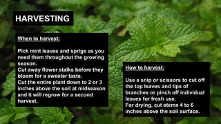 HARVESTING
When to harvest:
Pick mint leaves and sprigs as you
need them throughout the growing
season.
Cut away flower stalks before they
bloom for a sweeter taste.
Cut the entire plant down to 2 or 3
inches above the soil at midseason
and it will regrow for a second
harvest.
How to harvest:
Use a snip or scissors to cut off
the top leaves and tips of
branches or pinch off individual
leaves for fresh use.
For drying, cut stems 4 to 6
inches above the soil surface.
 
