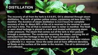 The recovery of oil from the herb is 0.5-0.8%. Oil is obtained through steam
distillation. The oil is of golden yellow colour, containing not less than 75%
menthol. The duration of steam distillation is 2-2.5 hours for complete
recovery of the oil. About 80% of the oil is received in the receiver in about
one hour’s time. The oil that is received later is richer in menthol. The fresh
or semi dried herbage is placed in a tank and treated with passing steam
under pressure. The steam that comes out of the tank is then passed
through a condenser. The condenser receiving the steam, carrying the oil
extracted from the herbage in the tank is kept constantly cool by
circulating cold-water over/around it. The condensed oil and water mixture
is collected in a receiver. Since the water and oil have different densities,
oil floats on the surface of the water in the receiver. The oil is skimmed off
and collected.
DISTILLATION
 